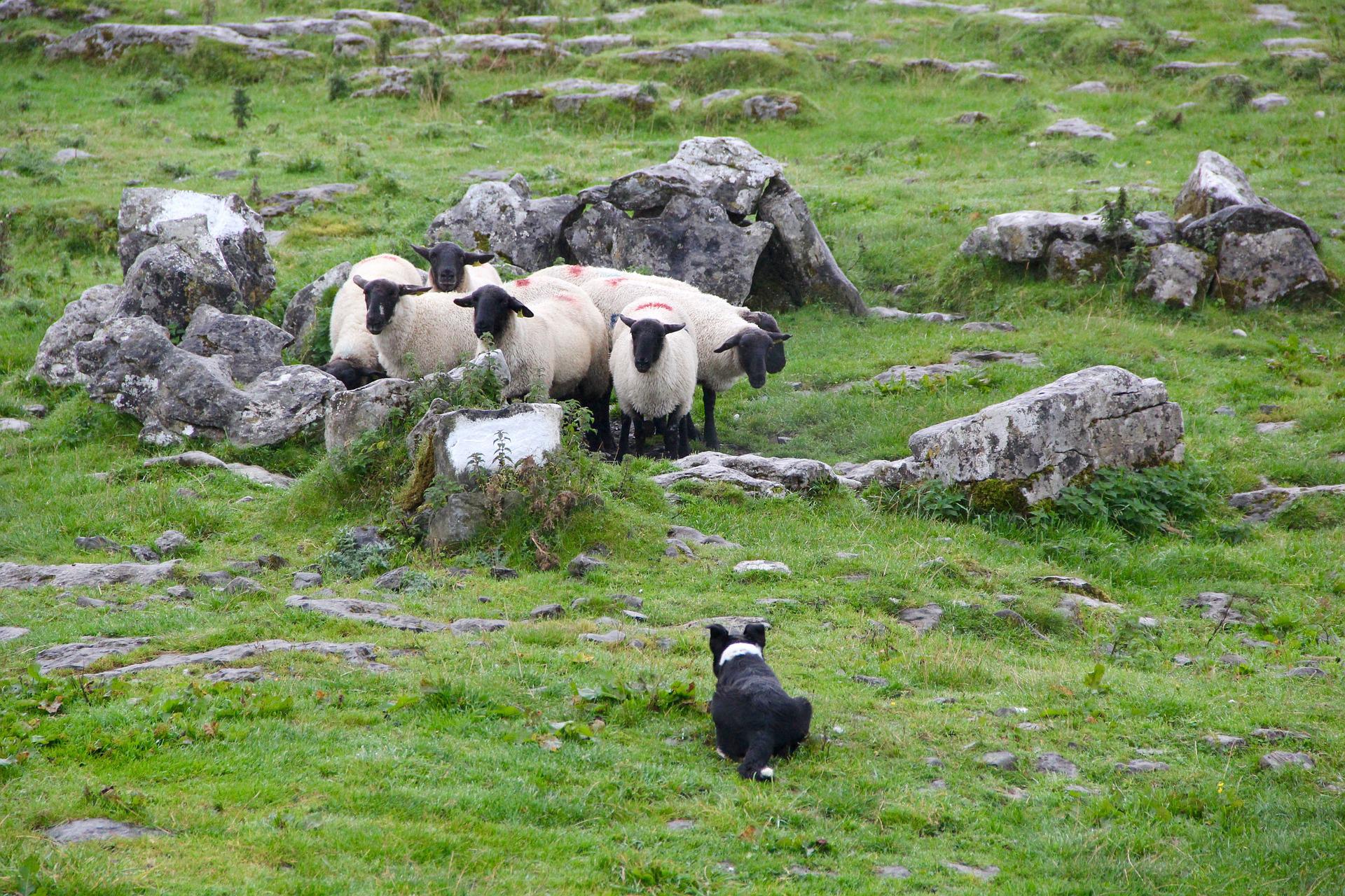 chien contre mouton : qui gagne ?