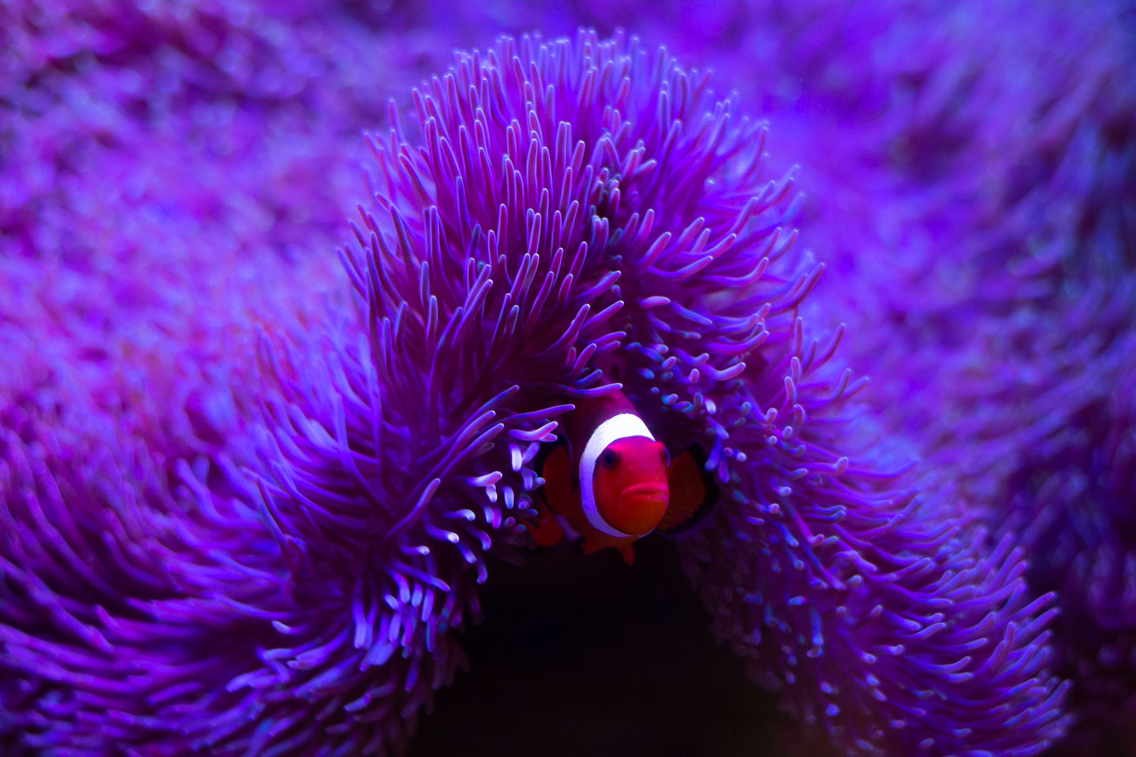 Quelles sont les étapes pour bien nettoyer son aquarium ?