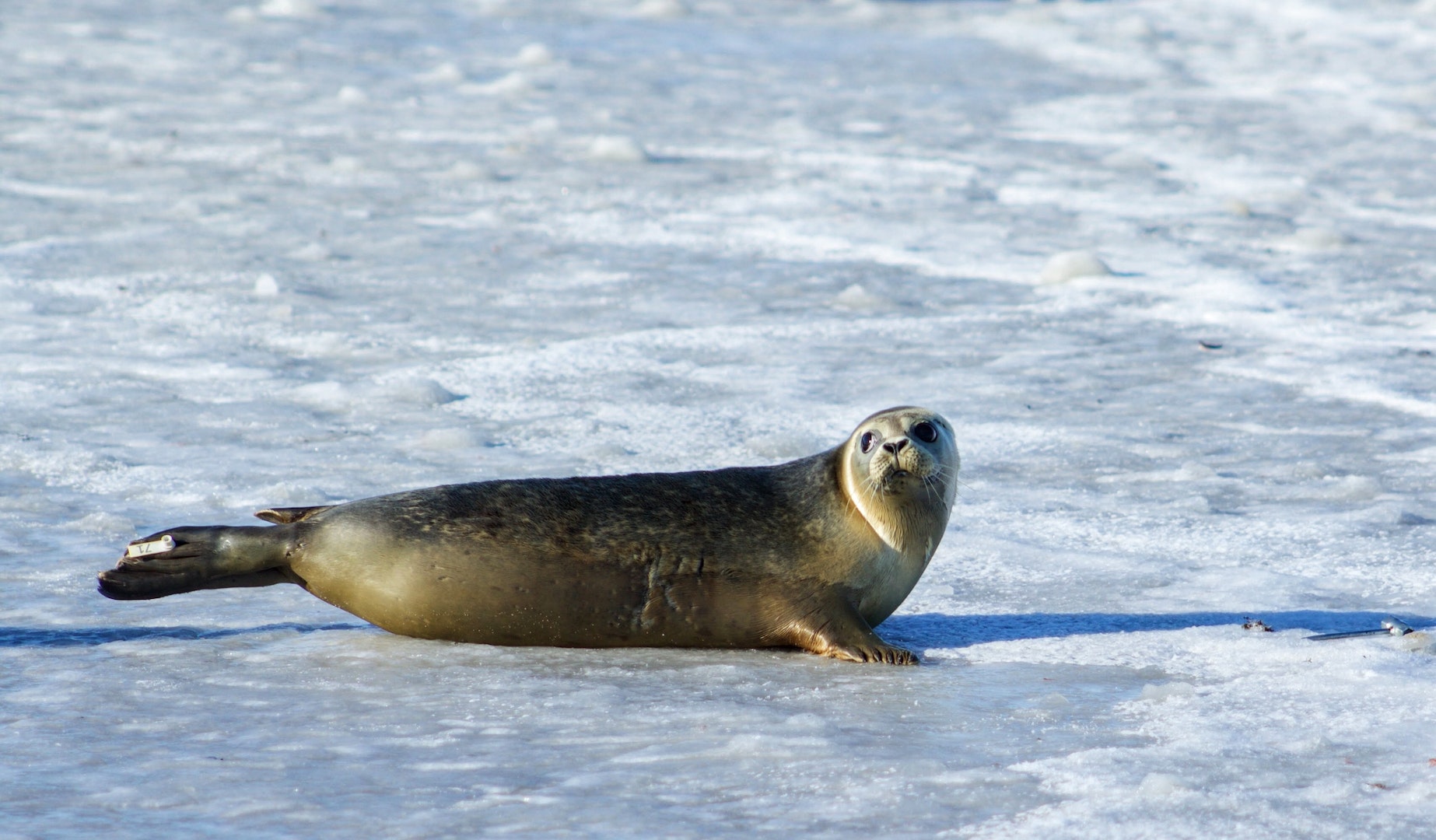 Photo of Gray Seal on Ice