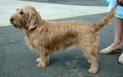 Basset Fauve de Bretagne