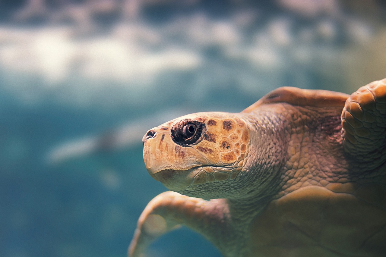 La Guadeloupe possède une faune incroyable