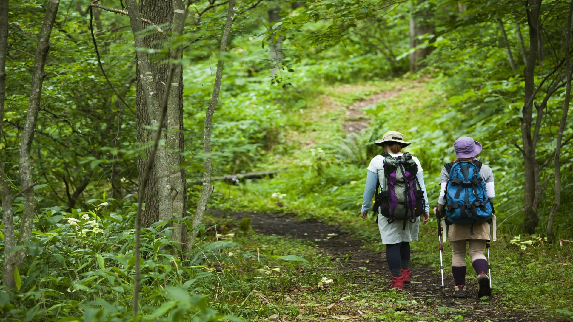 Une randonnée plutôt facile, le mont Mitake séduit par ses forêts et ses gorges.