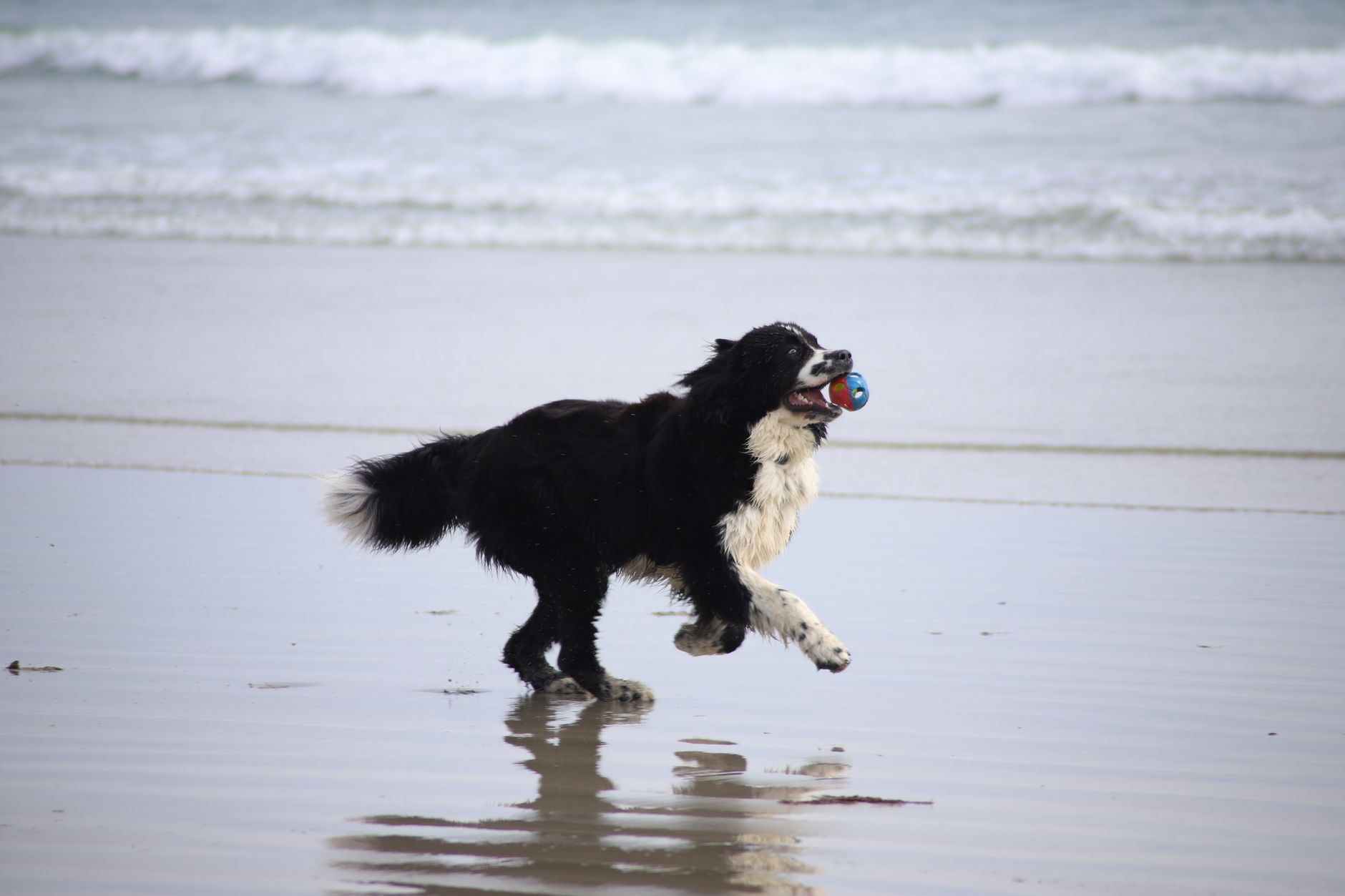 Border collie courant sur la plage de Crozon en Bretagne