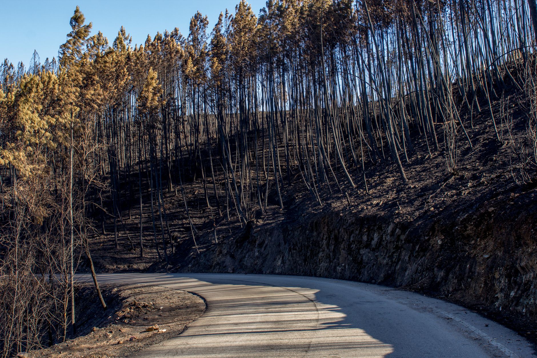 Forêt brûlée après le passage d'un incendie
