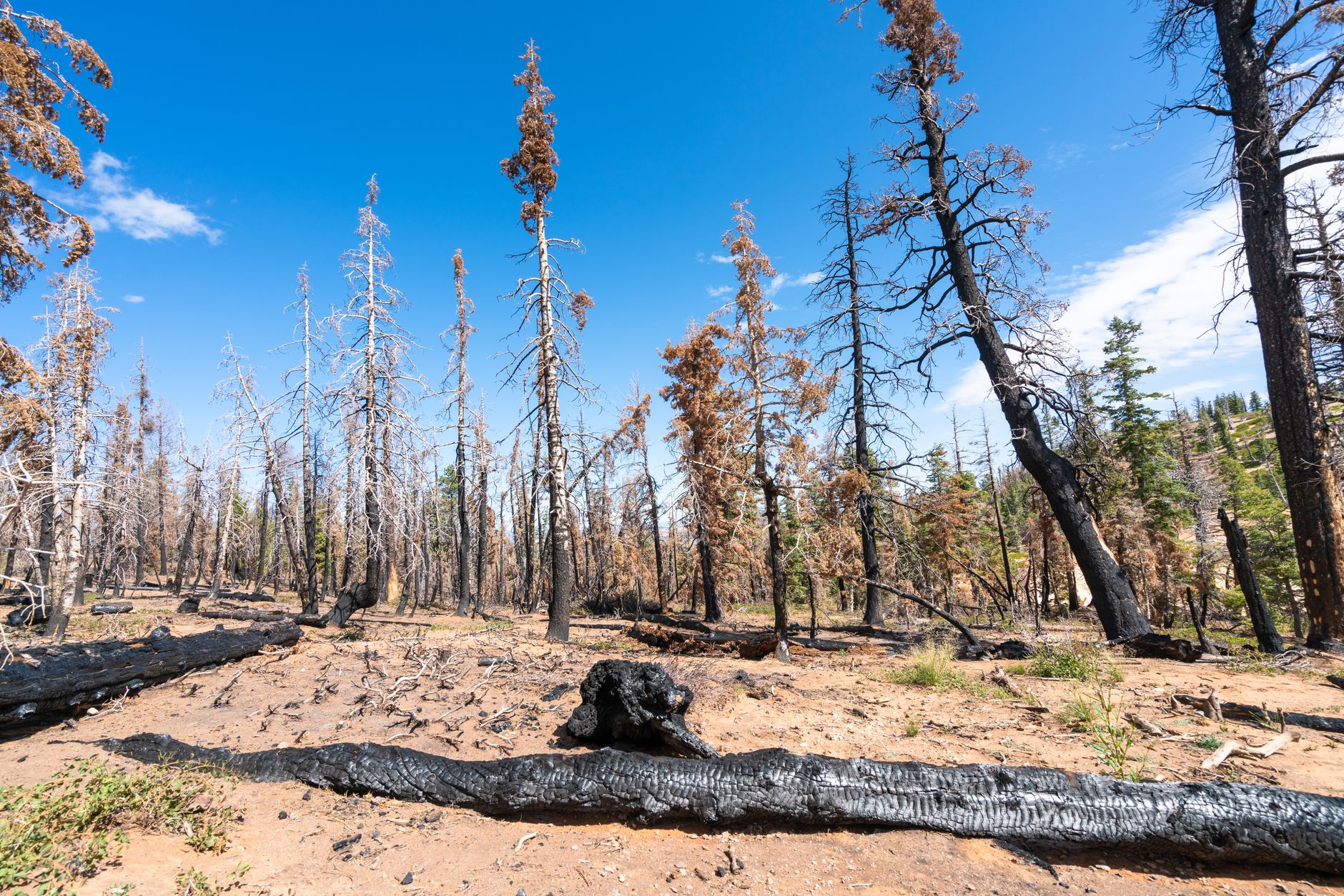 Forêt sèche en été, conditions propices au départ de feu