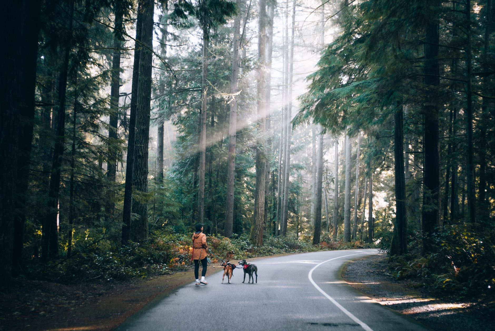 Femme en balade avec ses chiens dans une forêt ensoleillée