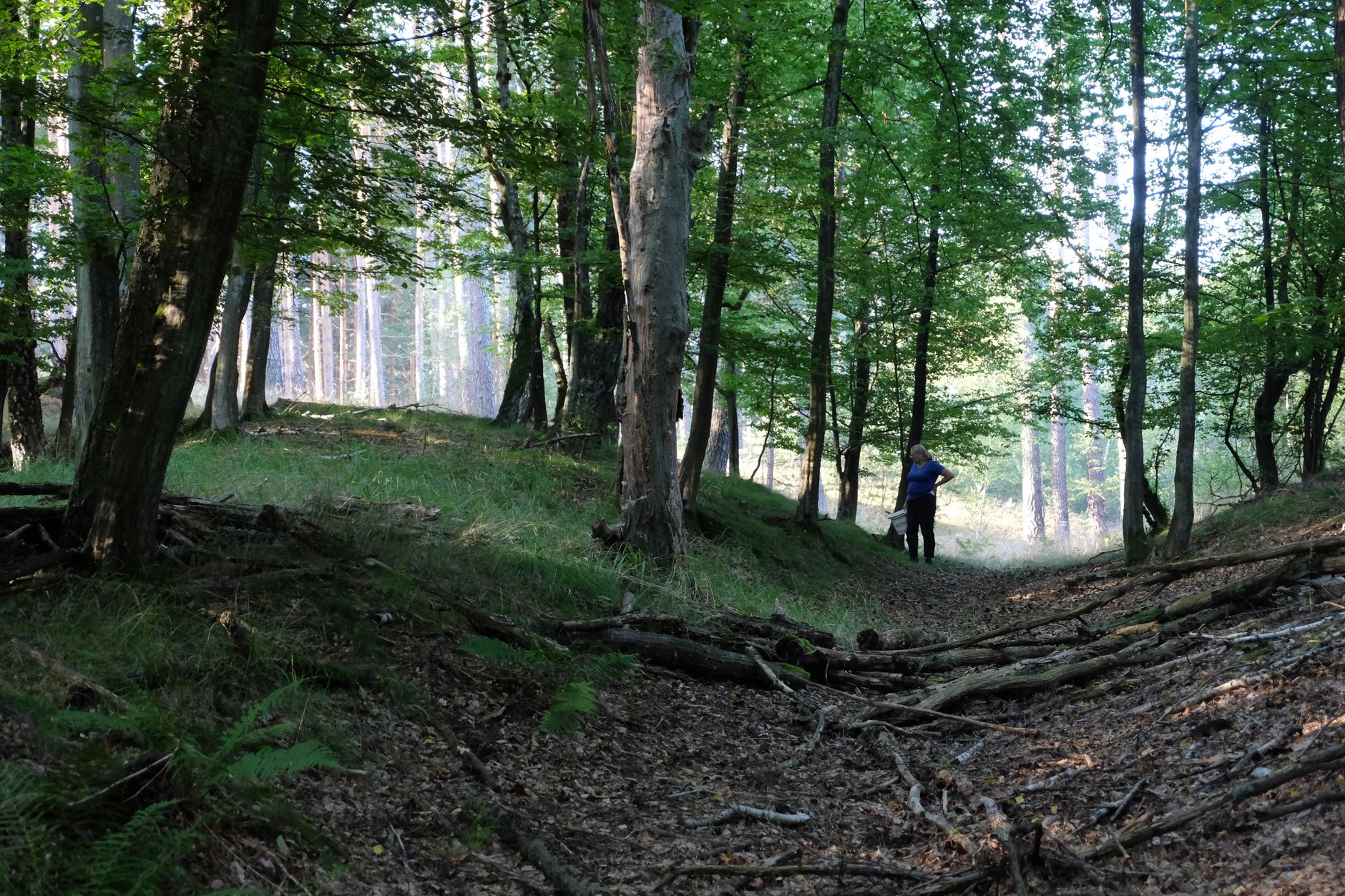 Sentier ombrage en sous-bois ideal pour randonner en periode de chaleur