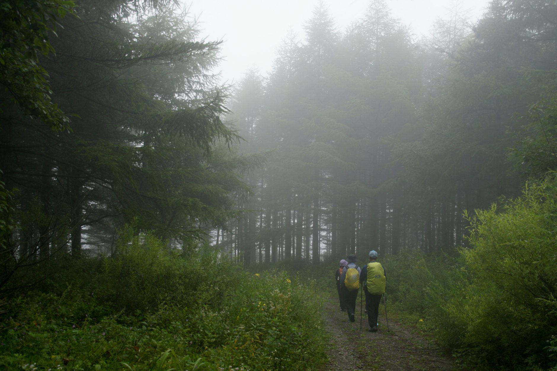 Randonneurs sur un sentier forestier dans la brume