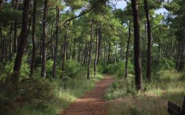 Sentier forestier tranquille à travers une pinède dans l'ouest de la France