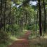 Sentier forestier tranquille à travers une pinède dans l'ouest de la France