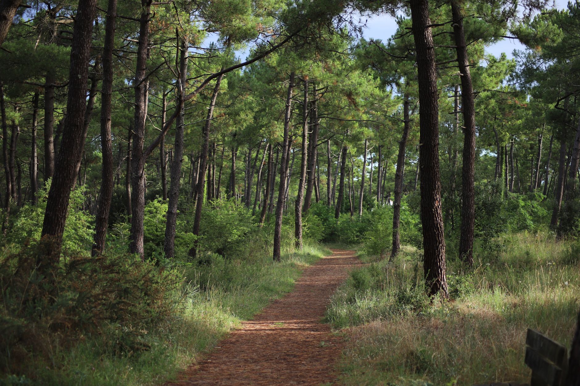 Sentier forestier tranquille à travers une pinède dans l'ouest de la France