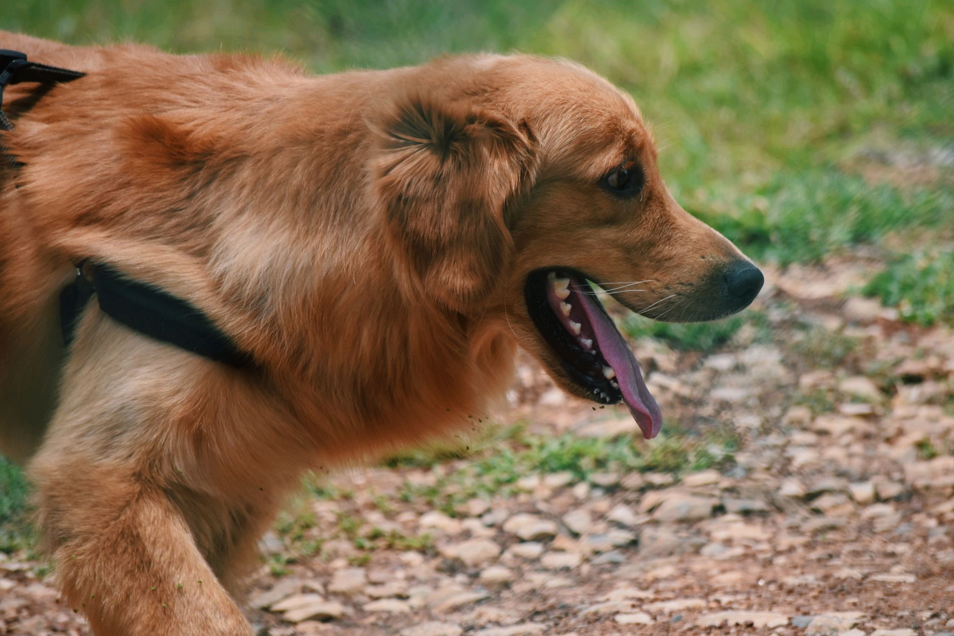 Chien qui halete fortement par temps chaud, signe a surveiller en randonnee estivale