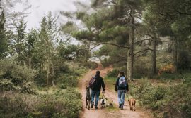 Couple se promenant avec leurs chiens sur un sentier forestier en Bretagne