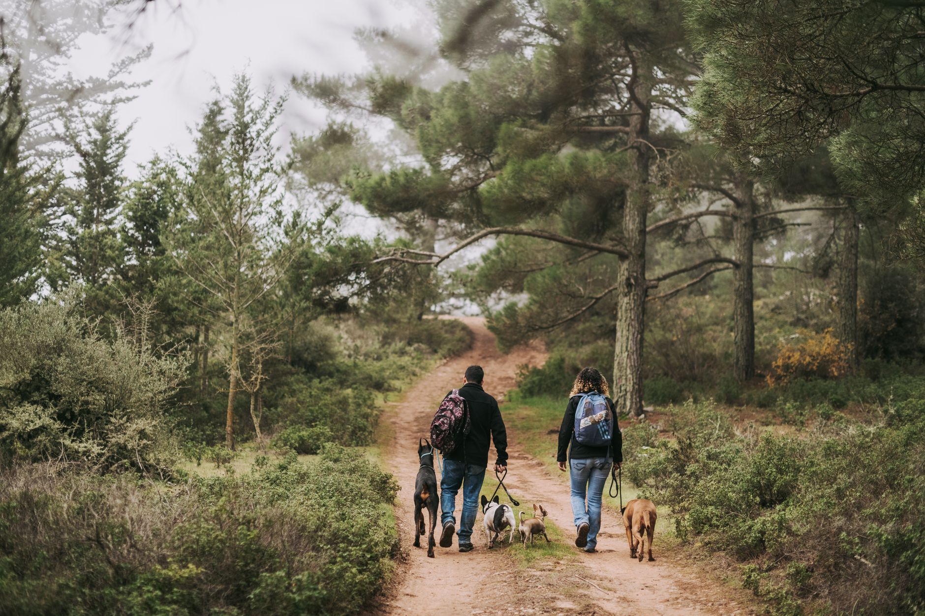 Couple se promenant avec leurs chiens sur un sentier forestier en Bretagne