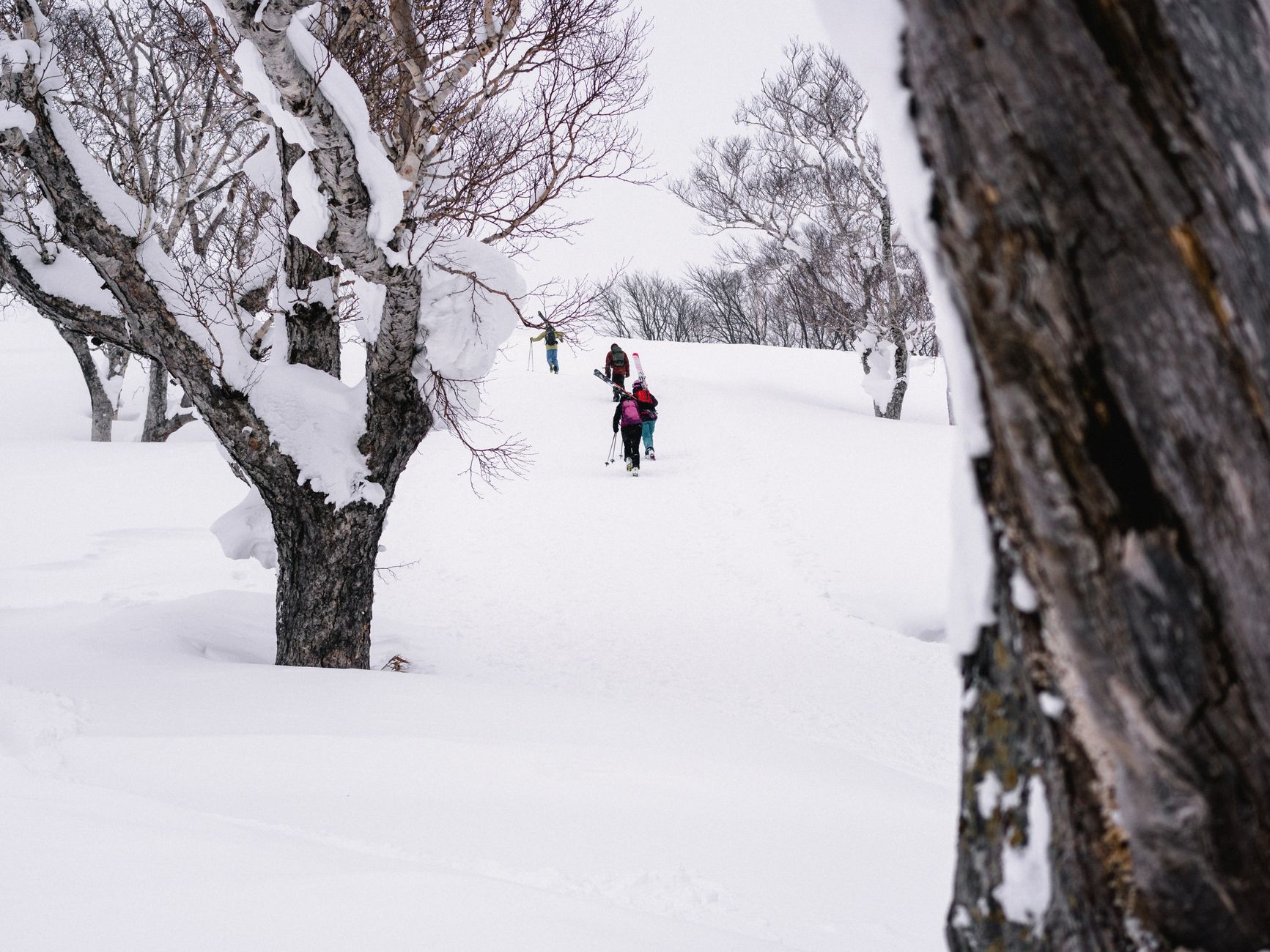 Skieurs en traversee dans une foret enneigee