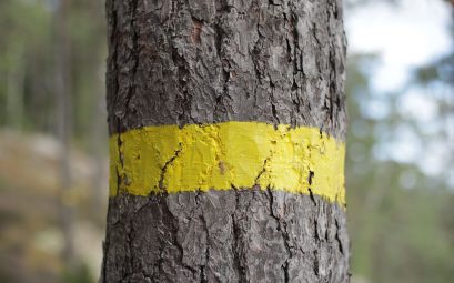 Trait de peinture jaune horizontal sur le tronc d'un pin, en forêt