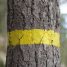 Trait de peinture jaune horizontal sur le tronc d'un pin, en forêt
