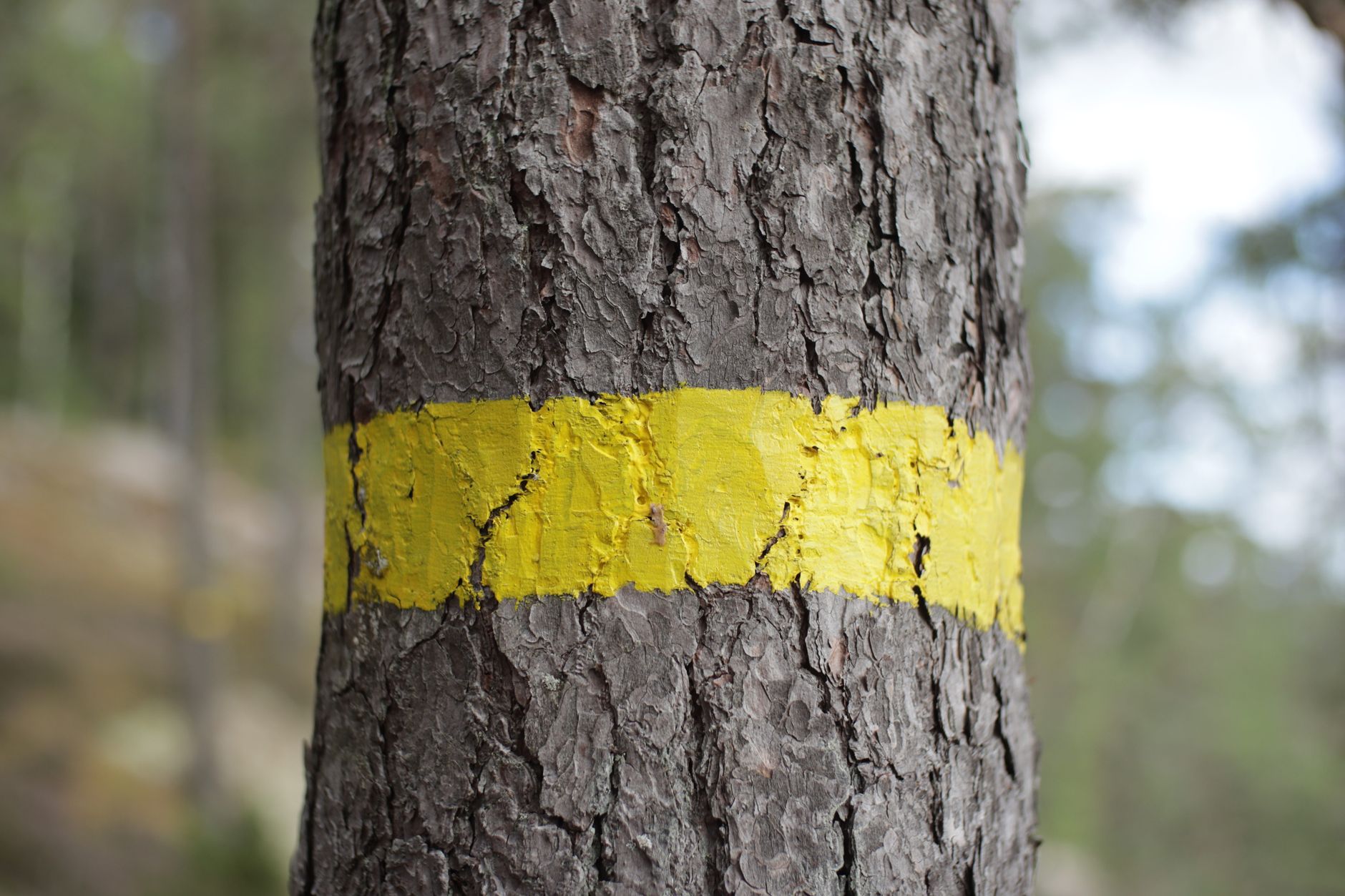 Trait de peinture jaune horizontal sur le tronc d'un pin, en forêt
