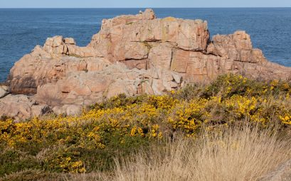 Chaos de rochers de granite rose au bord de la mer, devant une bande d'arbustes à fleurs jaunes et d'herbes sèches