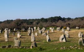 Files de menhirs de granite de tailles variées dans une prairie rase, bordée d'un bois