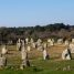 Files de menhirs de granite de tailles variées dans une prairie rase, bordée d'un bois