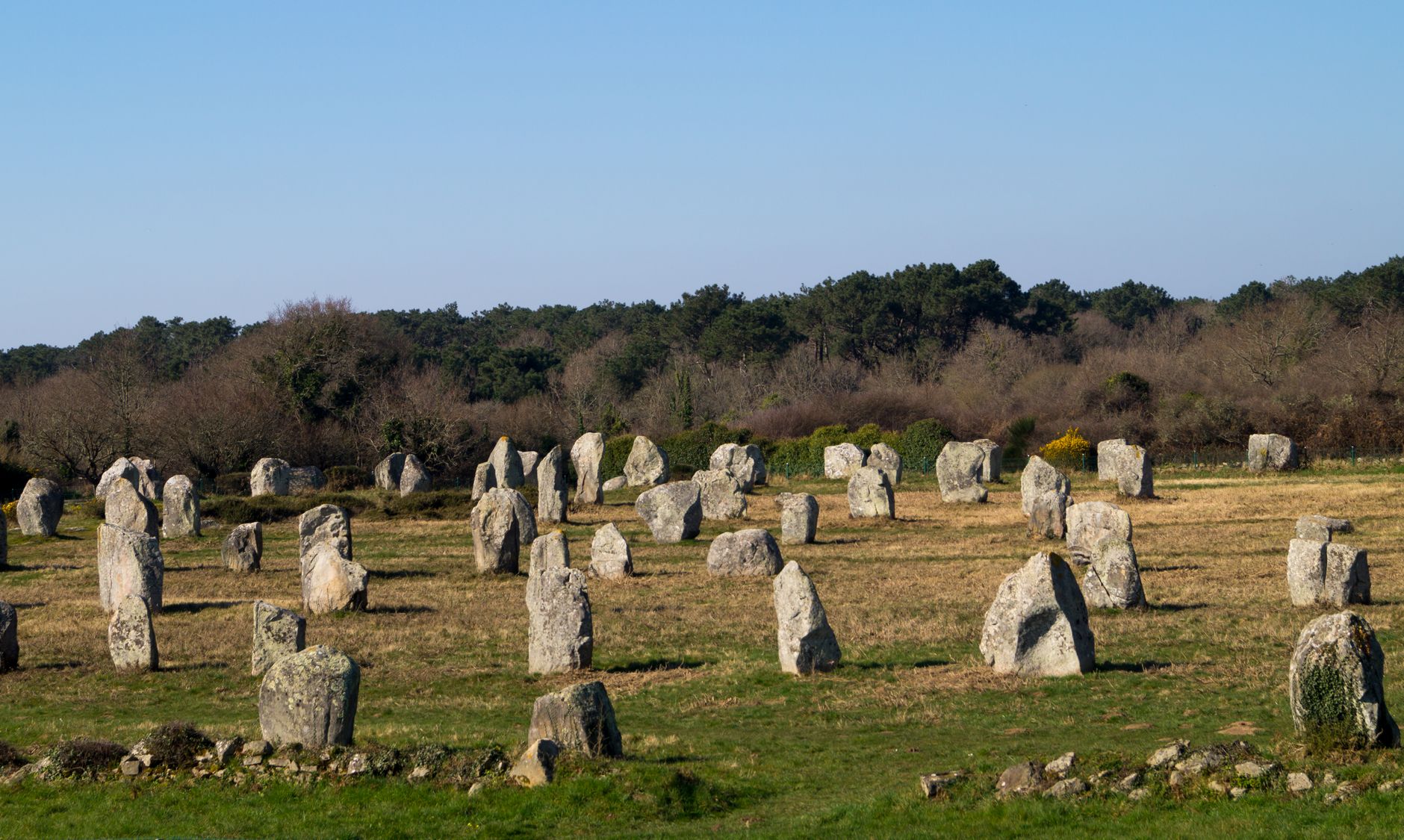 Files de menhirs de granite de tailles variées dans une prairie rase, bordée d'un bois