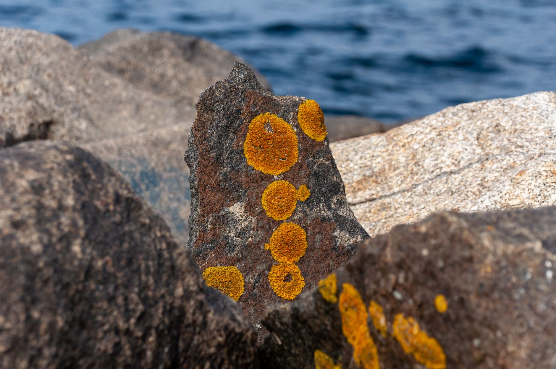 Taches rondes de lichen orange sur un rocher côtier, la mer en arrière-plan