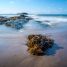 Touffe de laminaires arrachées par la mer, échouée sur une plage de sable à marée basse, avec des rochers plats et un îlot au loin