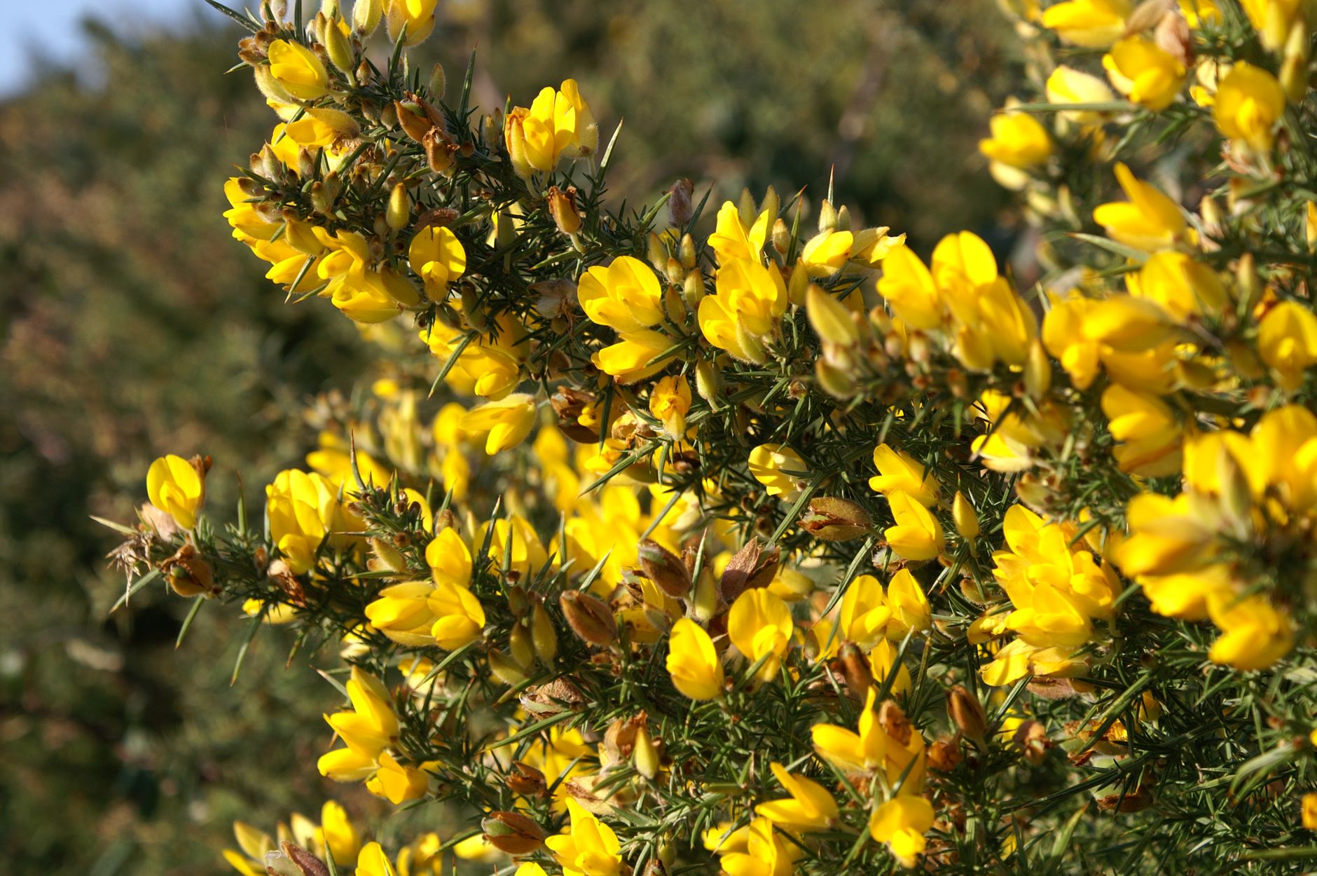 Rameaux d'ajonc en fleurs vus de près, avec leurs fleurs jaunes et leurs épines vertes