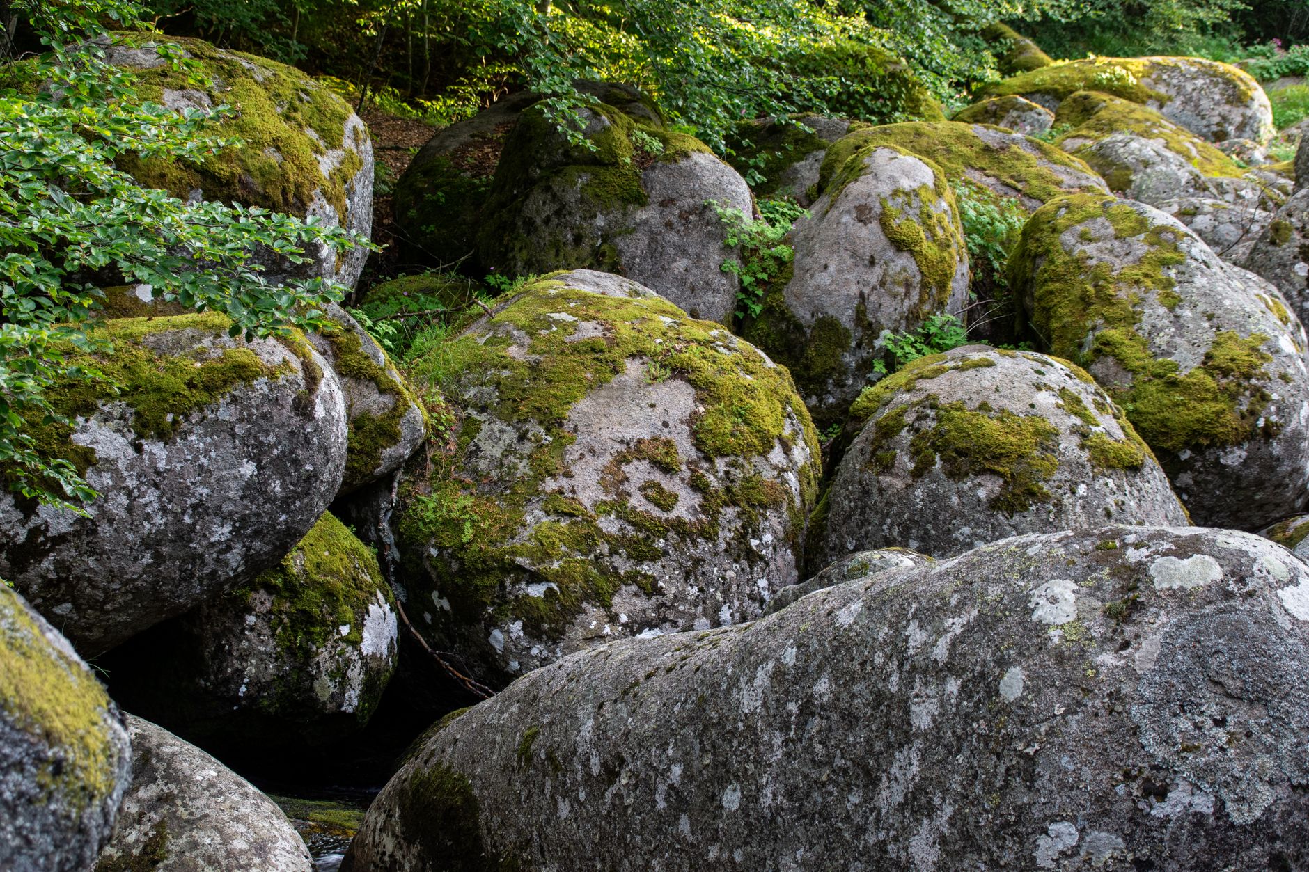 Gros blocs de roche arrondis couverts de mousse et de lichens, entassés sous un couvert de feuillus