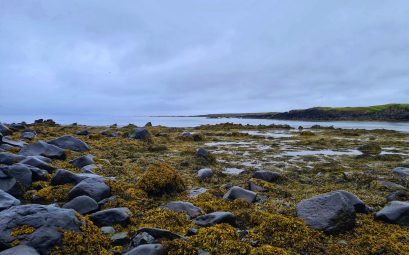 Blocs de roche sombre émergeant d'un tapis d'algues brunes jaunâtres à marée basse, sous un ciel couvert