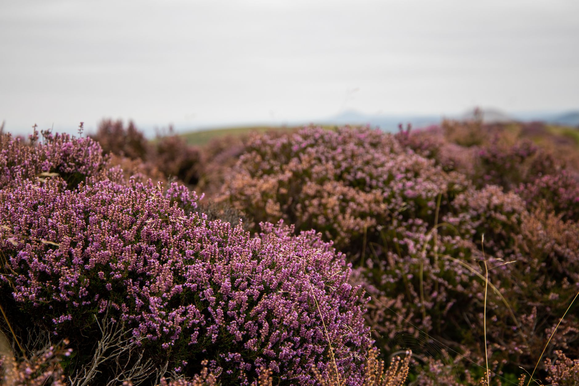 Touffes de bruyère en fleurs, roses et violettes, sur une étendue ouverte sous un ciel gris